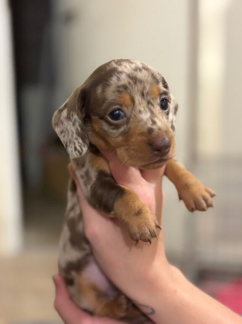 Dachshund puppies