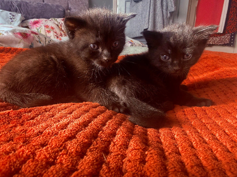Two beautiful Bombay kitties