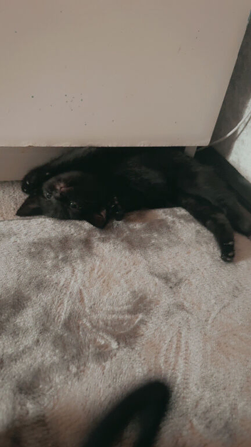 Six kittens for free