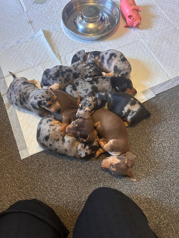 Miniture dachshunds