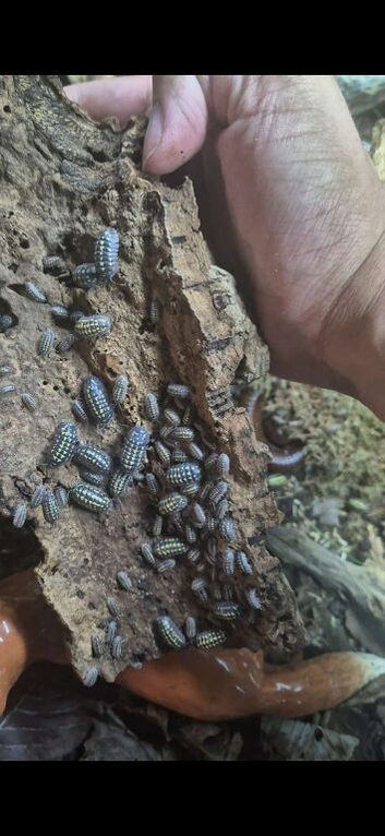 Giant Neon Yellow Isopod, (Armadillidium gestroi) x10 mixed size