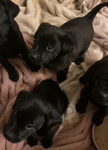 Labrador puppies