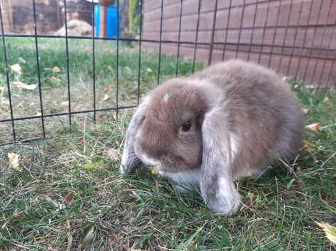 Gorgeous Mini lops