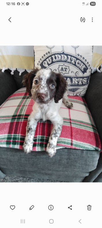 Female 6.5 month cocker white /brown markings