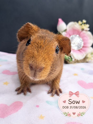 Purebred Skinny Pigs