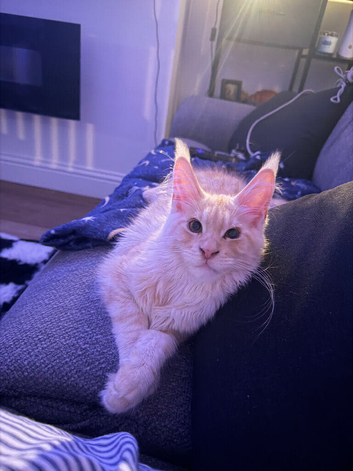 6m old Maine Coon