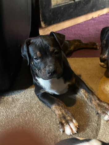 17 week old puppies for sale ridgeback mastiff