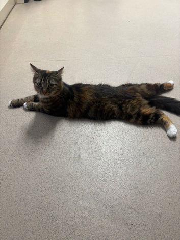Longhaired 18month old female cat