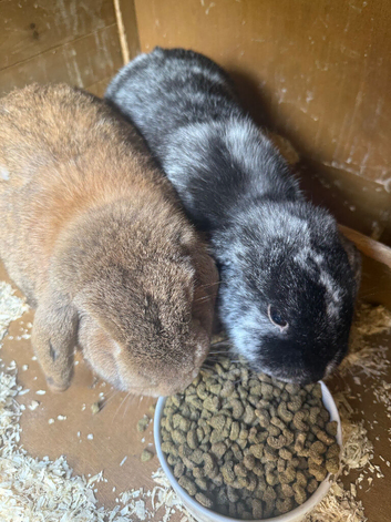 Bonded pair off female rabbits with cage