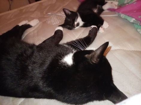 Kittens