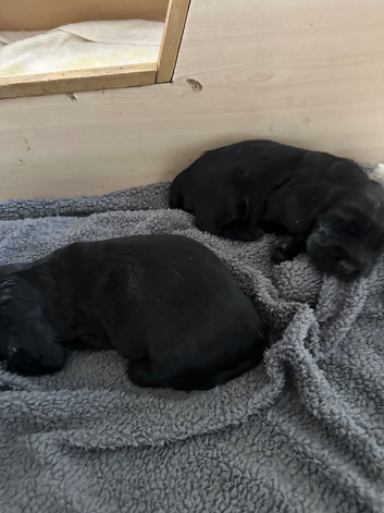 KC registered black cocker spaniel show puppies
