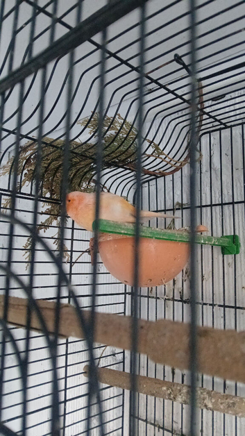 Red fact canaries