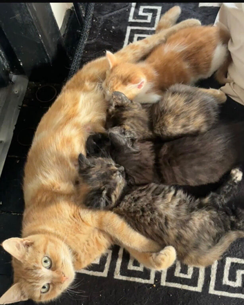 3 stunning kittens