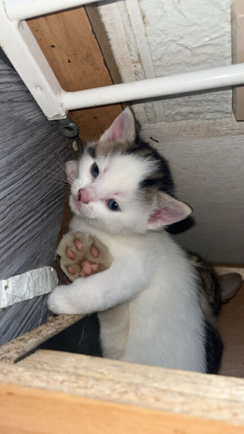 Kitten