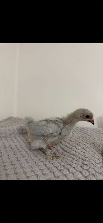 bantam chicks
