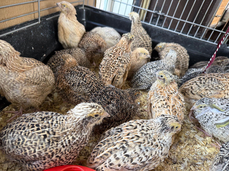 Jumbo Japanese Quail