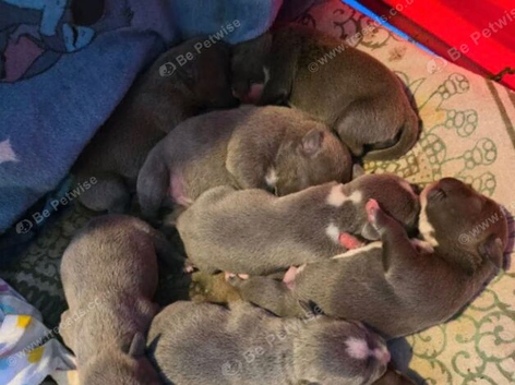 Stunning KC registered Home Raised Blue Staffy Puppies