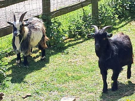 male piggy goats