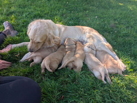 Golden retriever puppies (jacket potatos)