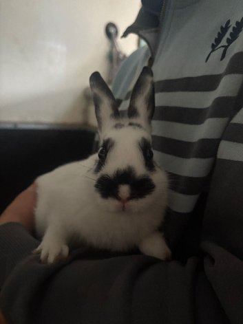 Bunny
