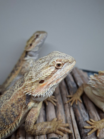 Baby bearded dragons for sale