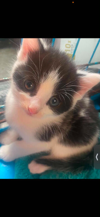 Cute kittens