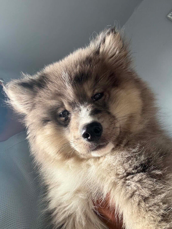 Adorable male puppy chow chow /husky