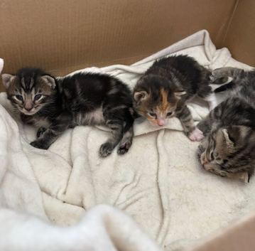 Tabby kittens