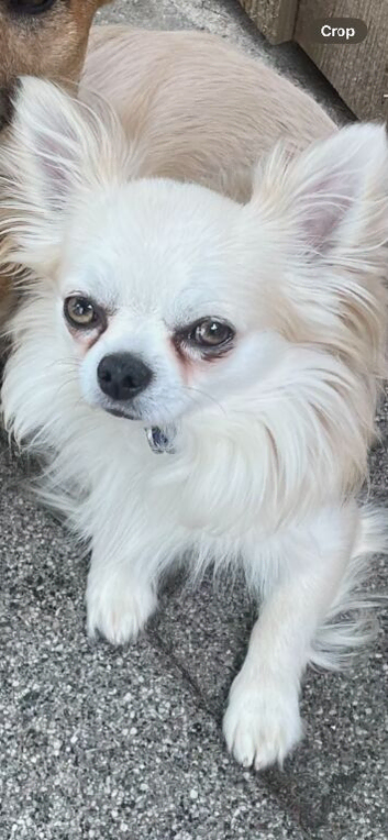 Long Haired Chihuahua for sale