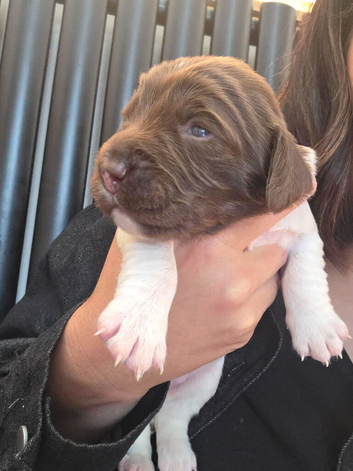 KC REGISTERED ENGLISH SPRINGER SPANIELS