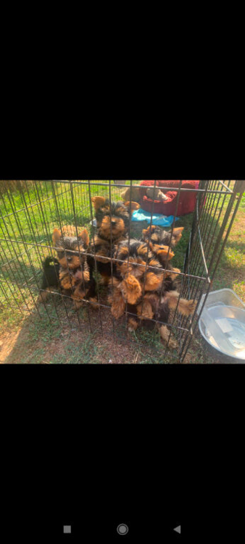 Beautiful Yoshire terrier puppies