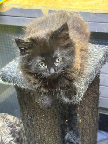 Mainecoon x
