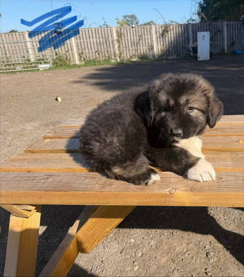 1 stunning Caucasian puppy left. Boy ready to leave
