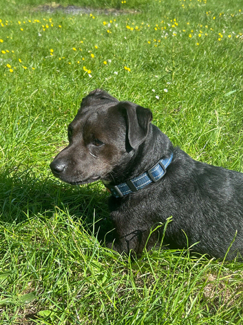 Beautiful Patterjack male to stud