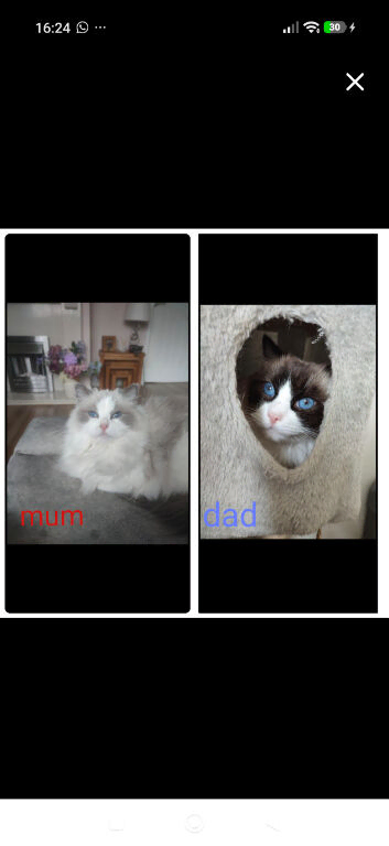 Ragdoll kittens due