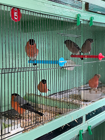 Siberian and native Bullfinch's