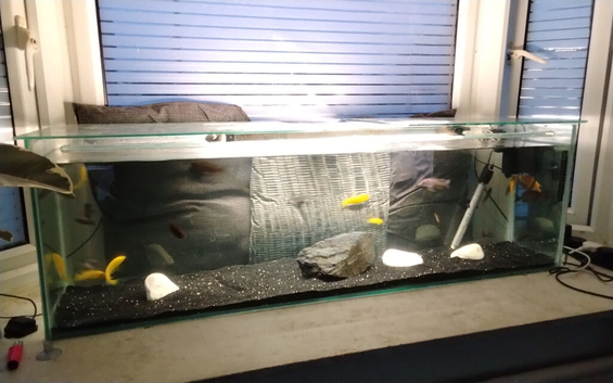 Full setups with fish