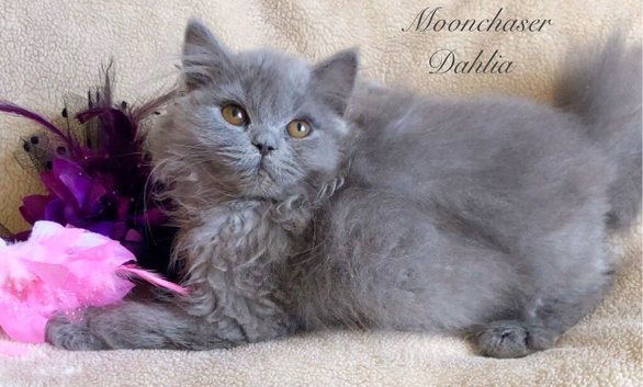 Gorgeous British Longhair Kitten Registered