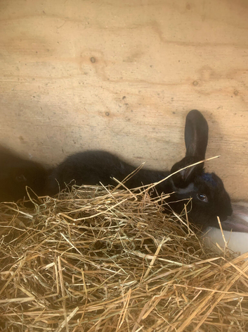 New Zealand rabbits