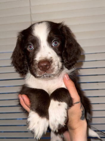 English Springer Spaniel/Labradoodle puppy&rsquo;s