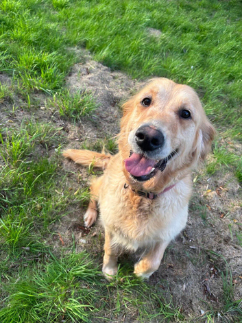 Beautiful Bella looking for a new home