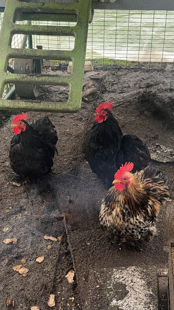 3 Pekin Pantam Roosters