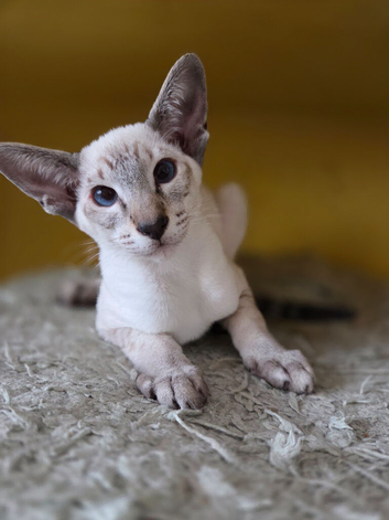 Seal Tabby Point siamese boy