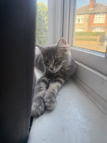 Grey kitten