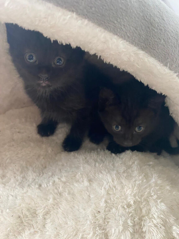 Black kitten ready to leave now