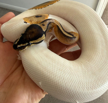 Male pied royal python