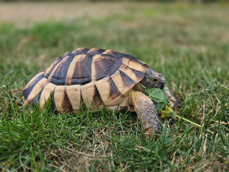 Male 7 year old marginated tortoise