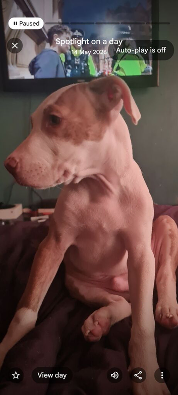 American Bully Pups
