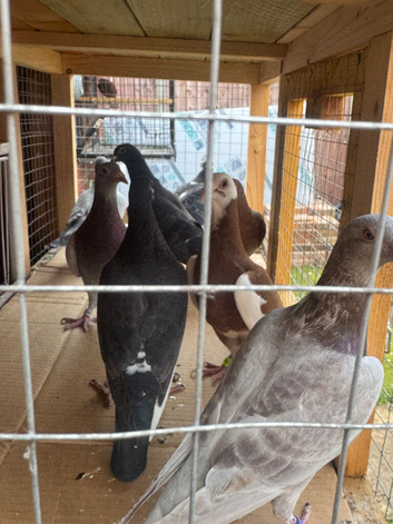 Racing pigeons