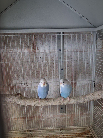 Baby budgies